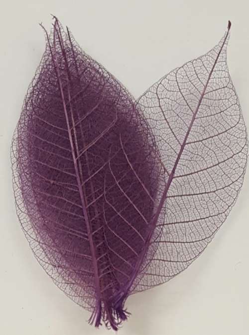 Skeleton Leaves - Purple