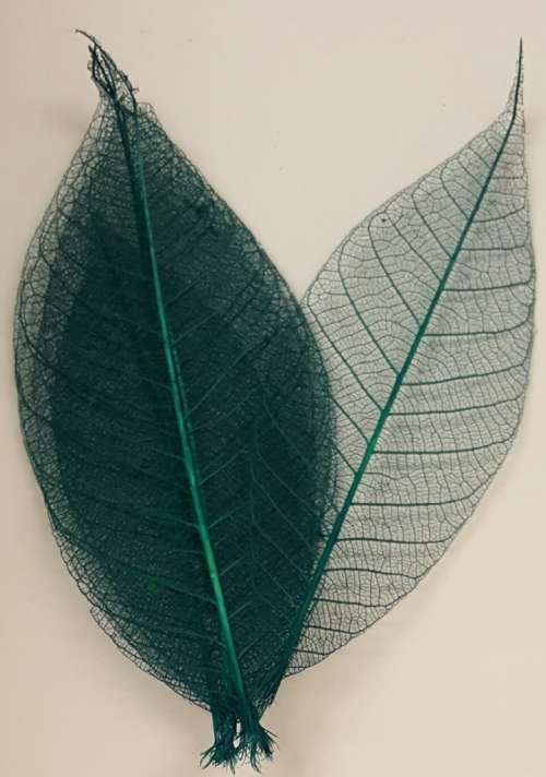 Skeleton Leaves - Dark Green