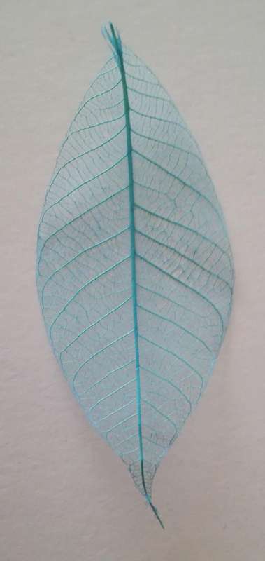 Skeleton Leaves - Turquoise