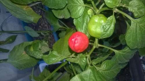 PepperDew Chilli Pepper Seeds x10