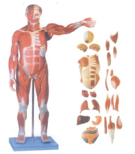 Doctors, Acupuncturist, Massage Therapist, Dentists: Lifelike Training models and anatomy models