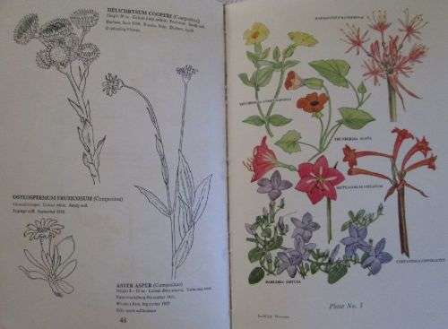 The Wild Flowers of Southern Africa - Natal - A Rambler's Pocket Guide Dr. Winifred G. Wright