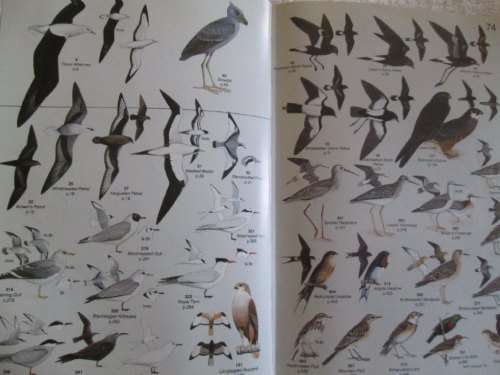 Roberts' Birds of Southern Africa - Gordon Lindsay Maclean