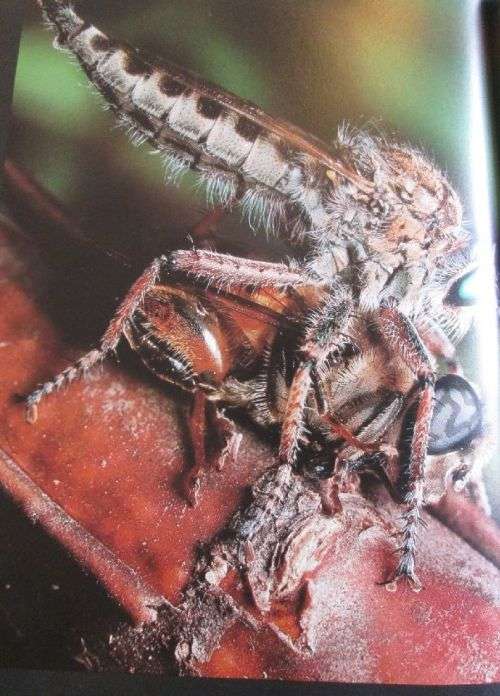 African Insect Life - S.H. Skaife and A. Bannister - Hardcover - 279 pages