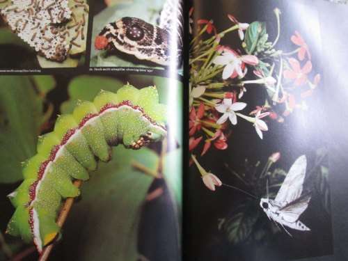 African Insect Life - S.H. Skaife and A. Bannister - Hardcover - 279 pages