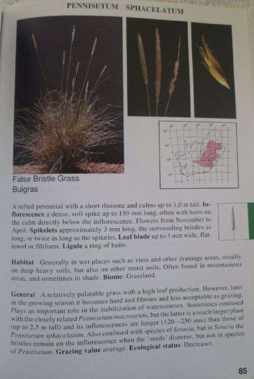 Guide to Grasses of South Africa - Frits van Oudtshoorn