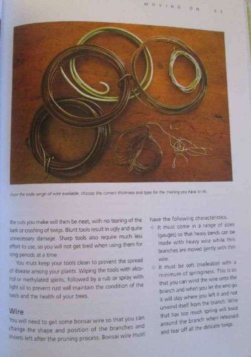 Bonsai Success in Southern Africa - Charl Morrow and Keith Kirsten