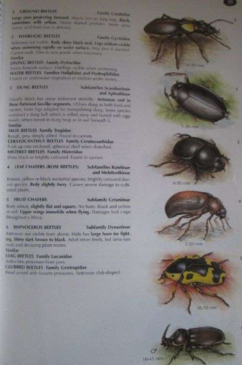 The Wildlife of Southern Africa - A Field Guide to the Animals and Plants of the Region