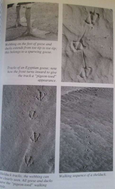 A Field Guide to the Tracks and Signs of Southern and East African Wildlife - Chris & Tilde Stuart