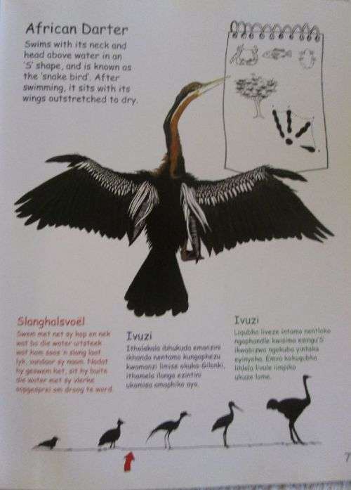 My First Book of South African Birds - Erroll Cuthbert Illustrated by Jennifer Schaum