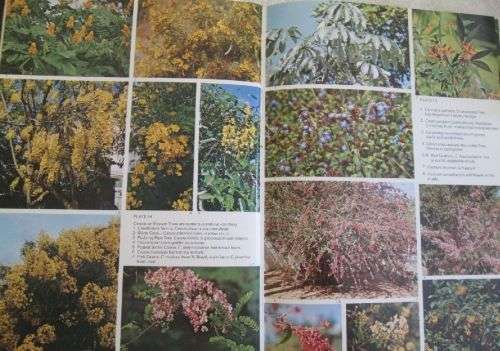Shrubs, Trees and Climbers for Southern Africa - Sima Eliovson - Hardcover - 270 pages