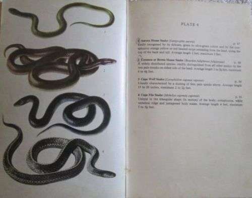 A Field Guide to the Snakes of Southern Africa - V.F.M. FitzSimons - 1972