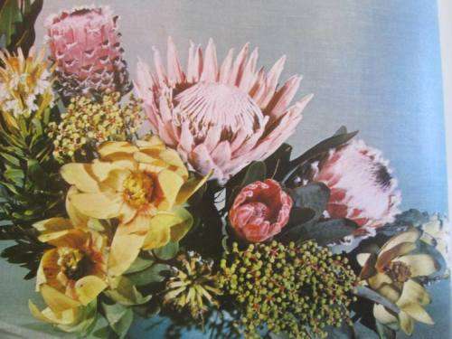 Proteas For Pleasure - Sima Eliovson - Hardcover