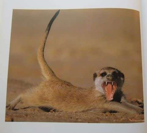 Meerkat Valley - Alain Degre and Sylvie Robert - Hardcover - 126 pages