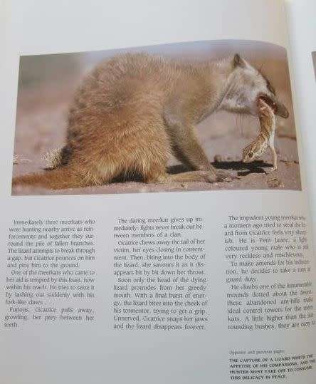 Meerkat Valley - Alain Degre and Sylvie Robert - Hardcover - 126 pages