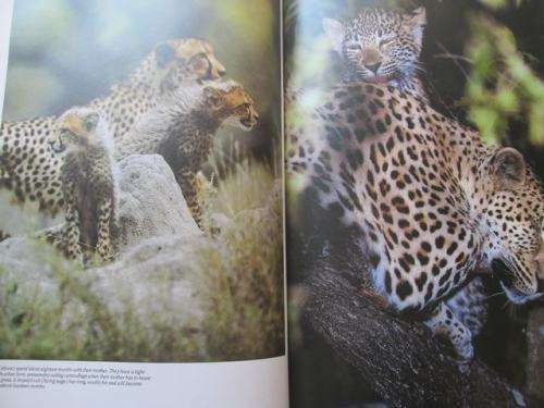 Wildlife of South Africa - David Steele - Hardcover - 152 pages