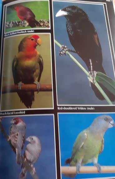 African Birds in Field and Aviary
