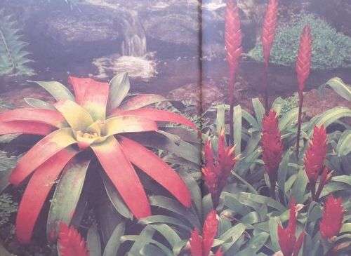 The A - Z of Gardening in South Africa - W.G. Sheat