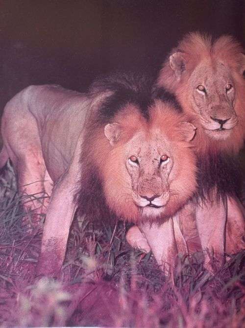 Spirit of the Bush - Malcolm and Paul Funston - Hardcover - 120 pages