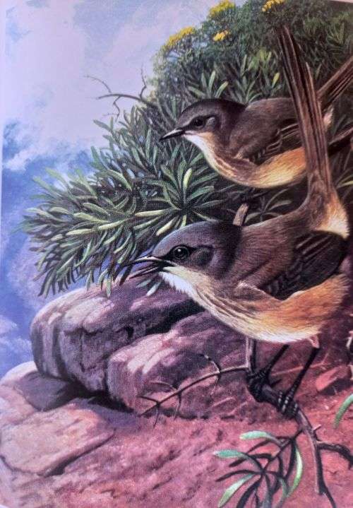 Three Books on South African Birds and Snakes - These are virtually new