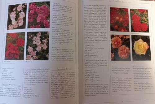 Roses - Esther Geldenhuys - Hardcover - 103 pages