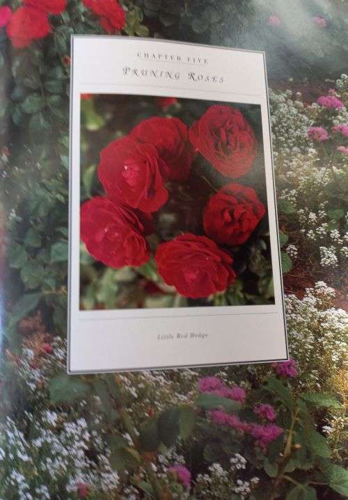 Roses - Esther Geldenhuys - Hardcover - 103 pages