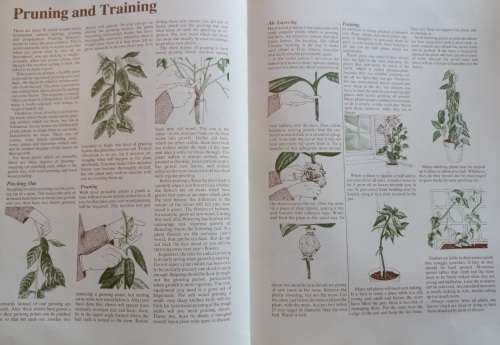 Dr. Greenfingers` Guide to Healthy Houseplants - Andrew Bicknell - Softcover - 159 Pages