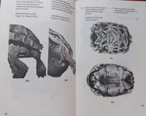 The South African Tortoise Book - Richard Boycott and Ortwin Bourquin - Hardcover - 148 Pages