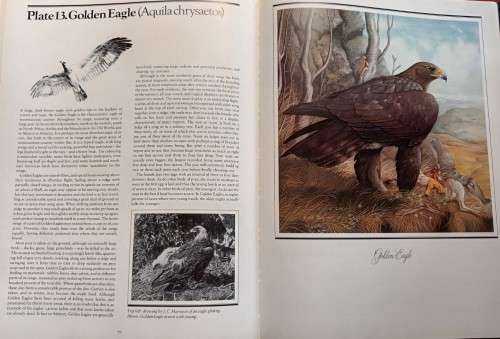 The Country Life Book of Birds of Prey - Gareth Parry, Rory Putman - Hardcover - 120 pages