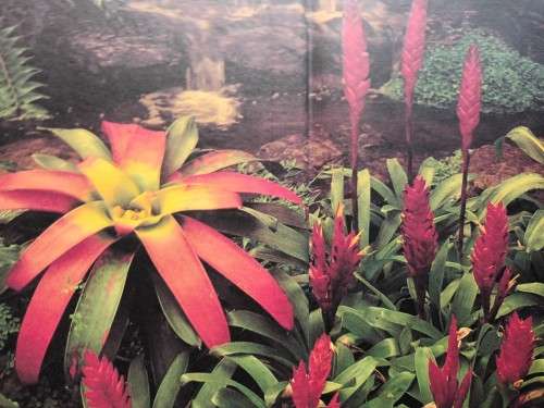 The A-Z of Gardening in South Africa - W. G. Sheat - Hardcover - 400 pages