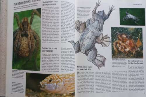 Exploring the Secrets of Nature - Reader`s Digest - Hardcover - 432 pages