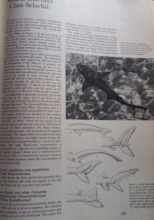 Larousse Encyclopedia of Animal Life - Paul Hamlyn London - Hardcover - 640 Pages