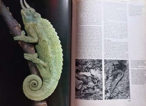 Larousse Encyclopedia of Animal Life - Paul Hamlyn London - Hardcover - 640 Pages