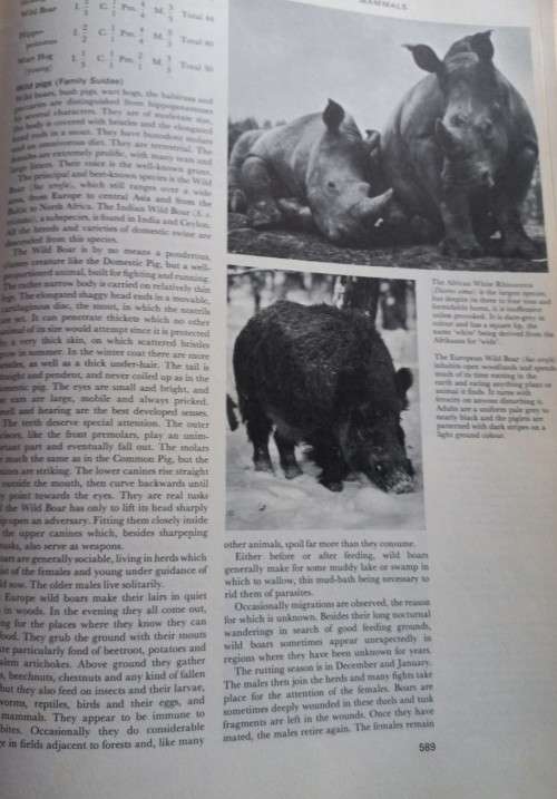 Larousse Encyclopedia of Animal Life - Paul Hamlyn London - Hardcover - 640 Pages