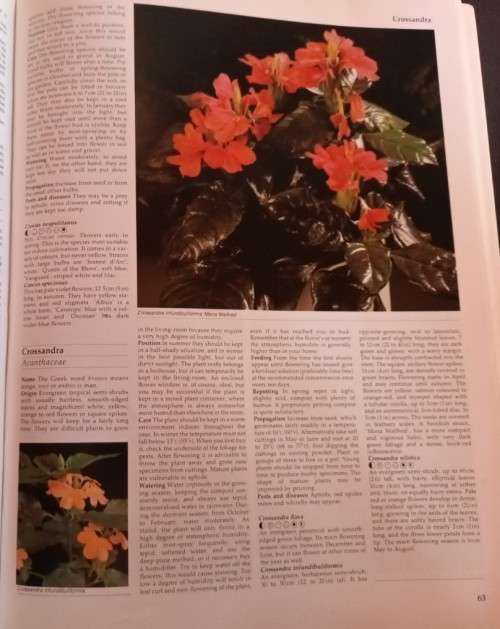 The Hamlyn Encyclopedia of House Plants - Rob Herwig - Softcover - 208 pages