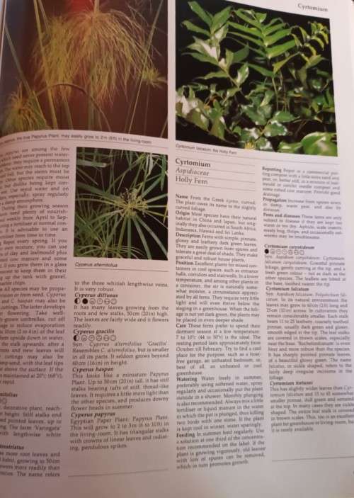 The Hamlyn Encyclopedia of House Plants - Rob Herwig - Softcover - 208 pages