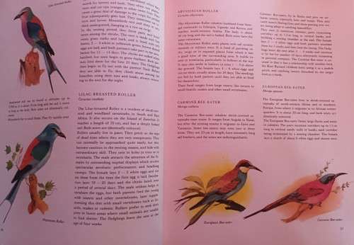 Hamlyn: Animals of Africa - Dr Jiri Felix - Hardcover - 315 pages