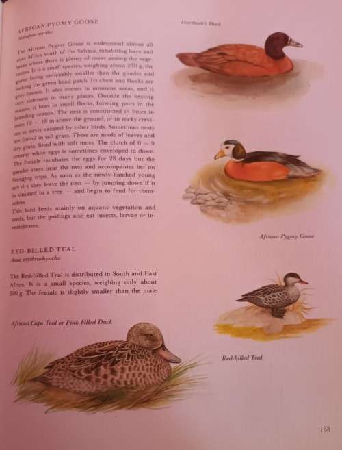 Hamlyn: Animals of Africa - Dr Jiri Felix - Hardcover - 315 pages