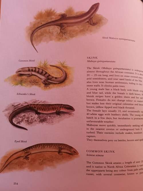 Hamlyn: Animals of Africa - Dr Jiri Felix - Hardcover - 315 pages
