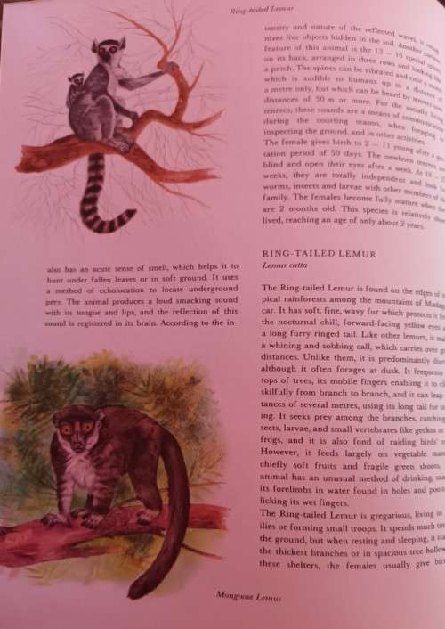 Hamlyn: Animals of Africa - Dr Jiri Felix - Hardcover - 315 pages