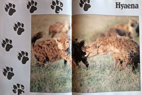 The Hunters and the Hunted - Karl and Kathrine Ammann - Hardcover - 192 pages