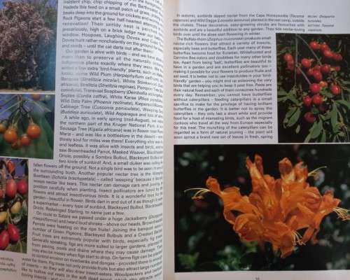 Indigenous Plants - Pitta Joffe - Softcover - 372 Pages