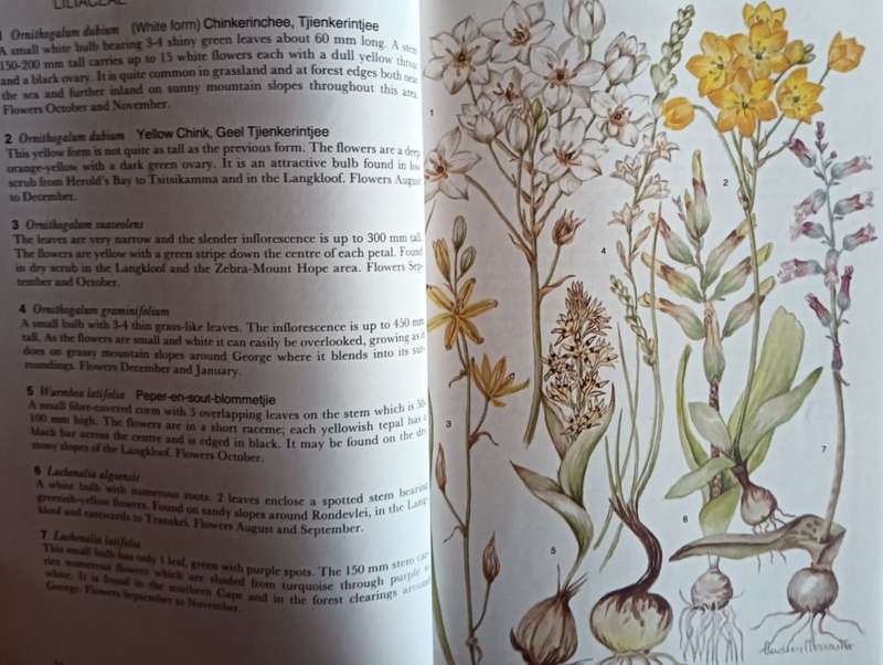 Outeniqua Tsitsikamma & Eastern Karoo - Audrey Moriarty - Softcover - 206 pages