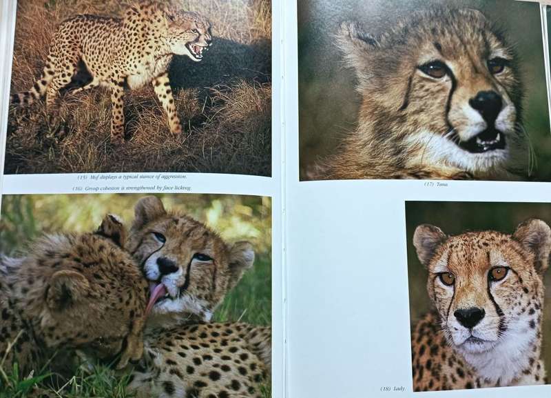The Cheetahs of De Wildt - Ann van Dyk - Hardcover - 176 pages