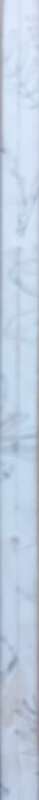 Suid-Kaapse Boomgids - F. von Breitenbach - Softcover - 114 pages