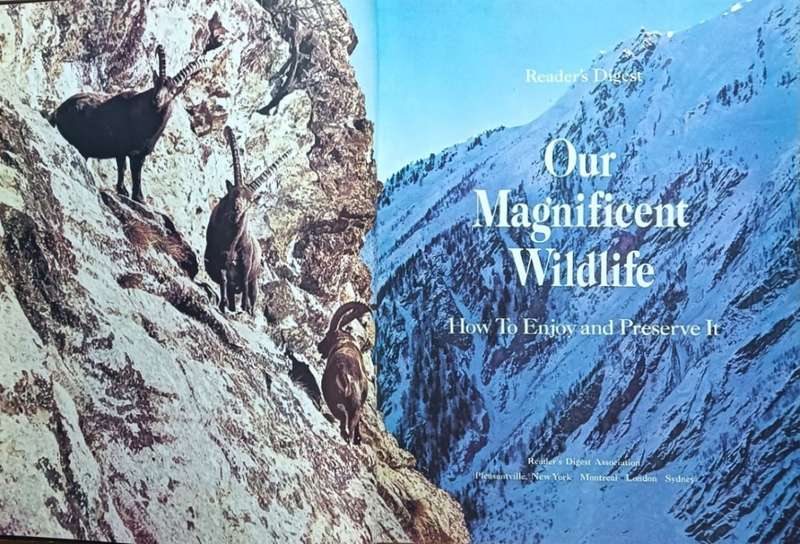 Our Magnificent Wildlife - Reader's Digest - Hardcover - 336 pages
