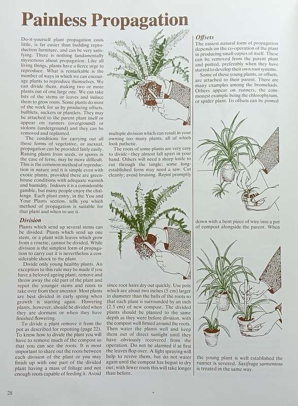 Dr. Greenfingers' Guide to Healthy Houseplants - Andrew Bichnell - Softcover - 160 Pages