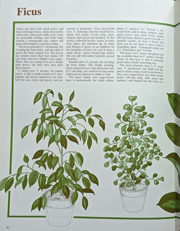 Dr. Greenfingers' Guide to Healthy Houseplants - Andrew Bichnell - Softcover - 160 Pages