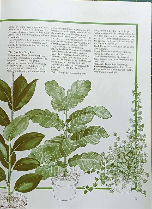 Dr. Greenfingers' Guide to Healthy Houseplants - Andrew Bichnell - Softcover - 160 Pages