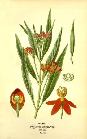 Vintage Botanical No.1